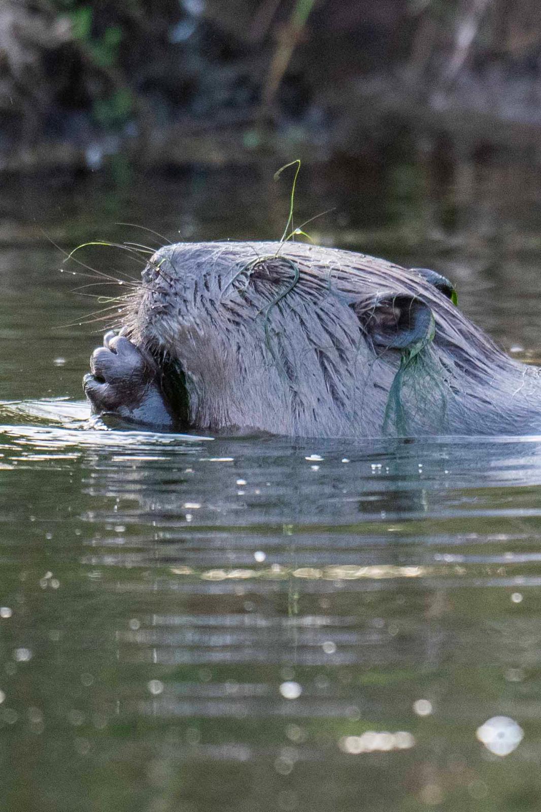 xxx Beaver